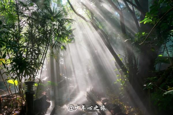 逃离亚洲丛林